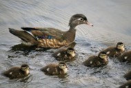河边鸭妈妈带着一群小鸭子精美图片