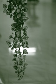下垂的绿萝藤蔓图片下载