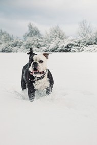 冬季雪地可爱大陆斗牛犬图片下载