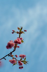 蓝色天空粉色樱花盛开图片大全
