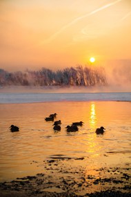 冬季黄昏河流水鸭子图片