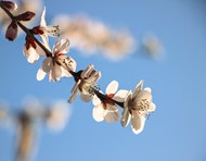 春天白色桃花枝精美图片
