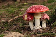 森林地面红色毒蘑菇群精美图片