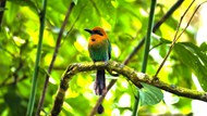 绿色森林栗头蜂虎鸟高清图片