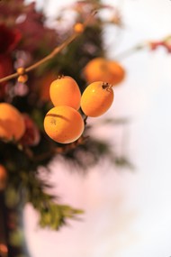 秋天柿子成熟写真图片