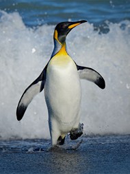 巴布亚企鹅精美图片