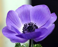紫色块茎银莲花精美图片