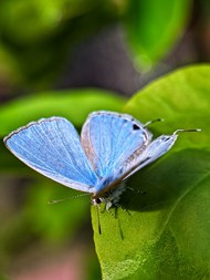 野生蓝翅蝴蝶高清图片