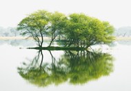 禅意古风江河树木写真图片