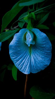 蓝色蝴蝶豌豆花图片下载