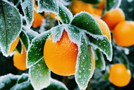 霜冻柑橘微距特写写真图片