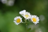 野生白色洋甘菊微距特写写真高清图片