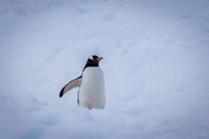 冬季南极洲企鹅图片大全