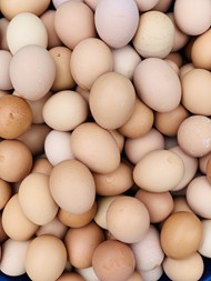 农家五谷饲养鸡蛋图片