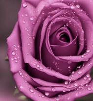 带着露珠的紫色玫瑰花图片大全