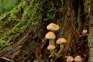 长在树上的苔藓蘑菇图片大全