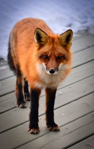 濒危野生动物赤狐图片下载