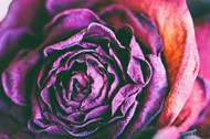 紫色玫瑰干花高清图片