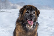 冬天雪地流浪狗精美图片