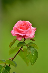 雨后粉色月季花精美图片