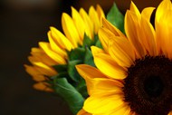 黄色向日葵微距静物花朵写真高清图片