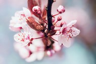 春天粉色樱花盛开微距写真图片下载
