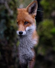 野生丛林红狐狸高清图片