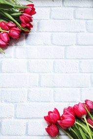 红色郁金香砖墙背景精美图片