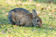 草地觅食灰色兔子精美图片
