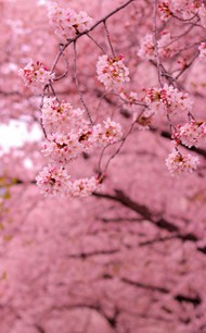 春天上野公园樱花美景高清图片