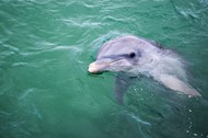 可爱海豚水中表演图片下载
