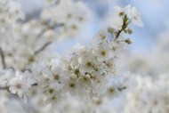 春天白色樱花壁纸高清图片