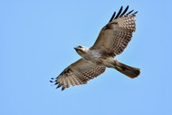 高空自由飞翔的秃鹰图片