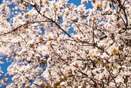 春天开花的树精美图片