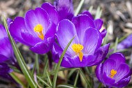 野生紫色番红花盛开高清图片