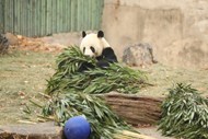 国宝大熊猫吃竹子图片大全