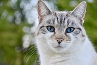 蓝眼睛萌猫咪精美图片
