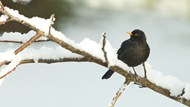 冬季积雪覆盖树枝黑鸟精美图片