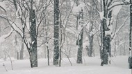 冬季树林唯美意境雪景精美图片