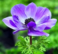 紫色银莲花开精美图片