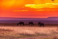 黄昏非洲大草原野生动物高清图片