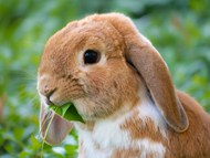 复活节可爱长耳兔图片大全