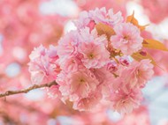 春天粉色小清新樱花盛开图片下载