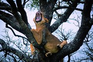 站在树上咆哮的狮子图片下载