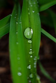 雨后绿叶水珠写真图片下载