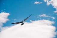 蓝天白云飞行的海鸥图片下载