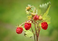 夏天野生树莓图片下载