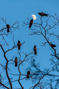 一群乌鸦站在树枝上高清图片