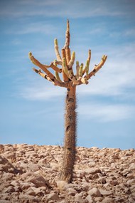 热带沙漠植物精美图片