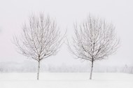 冬季雪树银花意境写真图片